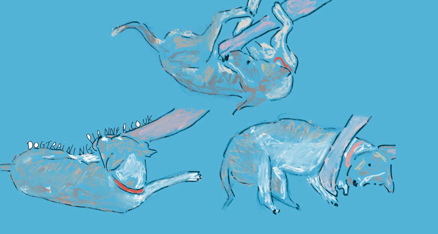 Teach Your Dog To Roll Over: In 4 Steps